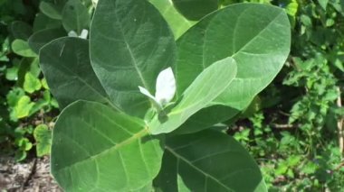 Calotropis dev çayını (dev calotrope, Biduri, taç çiçeği) doğal bir arka plan ile kapatın. Her çiçek merkezden yükselen beş noktalı taç ve küçük bir 