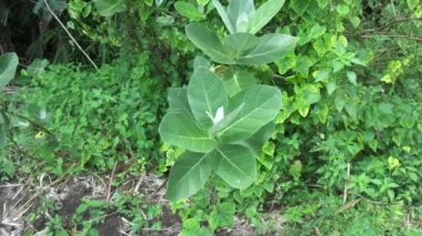 Calotropis dev çayını (dev calotrope, Biduri, taç çiçeği) doğal bir arka plan ile kapatın. Her çiçek merkezden yükselen beş noktalı taç ve küçük bir 
