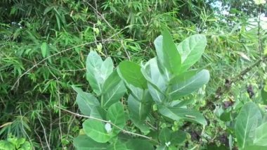 Calotropis dev çayını (dev calotrope, Biduri, taç çiçeği) doğal bir arka plan ile kapatın. Her çiçek merkezden yükselen beş noktalı taç ve küçük bir 