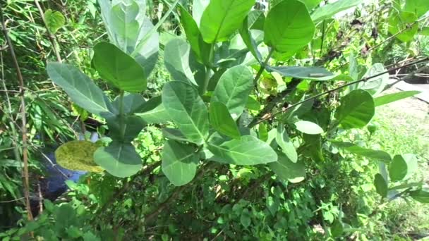 Gros plan Calotropis gigantea (Calotrope géant, Biduri, fleur de couronne) avec un fond naturel. Chaque fleur se compose de cinq pétales pointus et d'une petite "couronne" montant du centre .