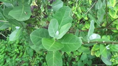 Calotropis dev çayını (dev calotrope, Biduri, taç çiçeği) doğal bir arka plan ile kapatın. Her çiçek merkezden yükselen beş noktalı taç ve küçük bir 