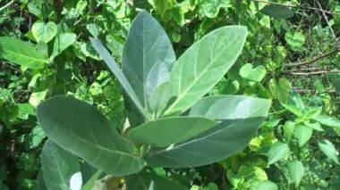 Calotropis dev çayını (dev calotrope, Biduri, taç çiçeği) doğal bir arka plan ile kapatın. Her çiçek merkezden yükselen beş noktalı taç ve küçük bir 