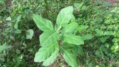 Calotropis dev çayını (dev calotrope, Biduri, taç çiçeği) doğal bir arka plan ile kapatın. Her çiçek merkezden yükselen beş noktalı taç ve küçük bir 