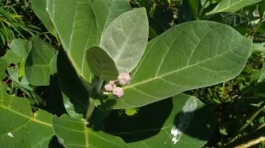 Calotropis dev çayını (dev calotrope, Biduri, taç çiçeği) doğal bir arka plan ile kapatın. Her çiçek merkezden yükselen beş noktalı taç ve küçük bir 