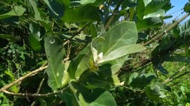 Calotropis dev çayını (dev calotrope, Biduri, taç çiçeği) doğal bir arka plan ile kapatın. Her çiçek merkezden yükselen beş noktalı taç ve küçük bir 
