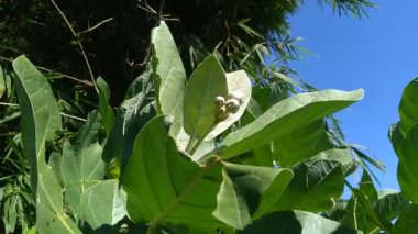 Calotropis dev çayını (dev calotrope, Biduri, taç çiçeği) doğal bir arka plan ile kapatın. Her çiçek merkezden yükselen beş noktalı taç ve küçük bir 