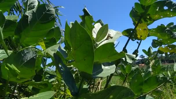 Primer Plano Calotropis Gigantea Calotropo Gigante Biduri Flor Corona Con — Vídeos de Stock