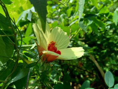 Abelmoschus crinitus (Abelmoschus hainanensis, Abelmoschus racemosus, Hibiscus bodinieri, Hibiscus cavaleriei) doğal bir geçmişe sahiptir. Doğada güzel yuvarlak sarı çiçek.