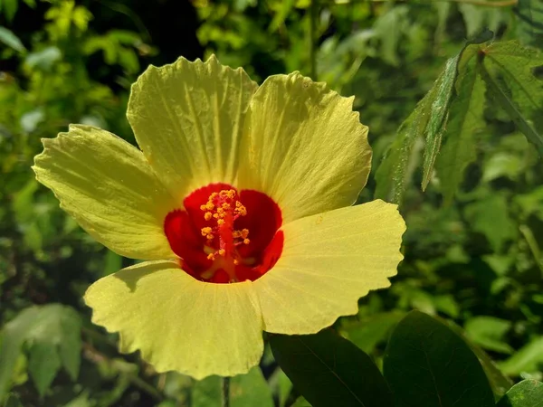 近くで何が起きているのでしょうか 天然の背景を持つAbelmoschus Criniterius Abelmoschus Hainanensis Abelmoschus Racemosus Hibiscus Bodinerii Hibiscus — ストック写真