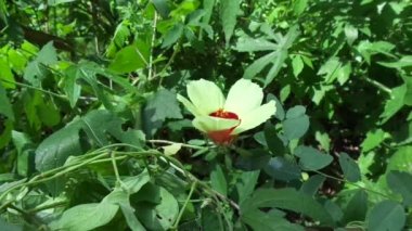 Abelmoschus crinitus (Abelmoschus hainanensis, Abelmoschus racemosus, Hibiscus bodinieri, Hibiscus cavaleriei) doğal bir geçmişe sahiptir. Doğada güzel yuvarlak sarı çiçek.