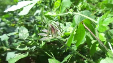 Abelmoschus crinitus (Abelmoschus hainanensis, Abelmoschus racemosus, Hibiscus bodinieri, Hibiscus cavaleriei) doğal bir geçmişe sahiptir. Doğada güzel yuvarlak sarı çiçek.