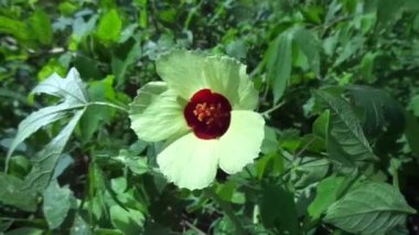 Abelmoschus crinitus (Abelmoschus hainanensis, Abelmoschus racemosus, Hibiscus bodinieri, Hibiscus cavaleriei) doğal bir geçmişe sahiptir. Doğada güzel yuvarlak sarı çiçek.