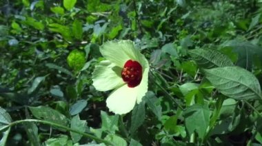 Abelmoschus crinitus (Abelmoschus hainanensis, Abelmoschus racemosus, Hibiscus bodinieri, Hibiscus cavaleriei) doğal bir geçmişe sahiptir. Doğada güzel yuvarlak sarı çiçek.