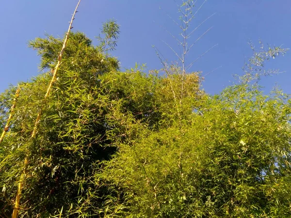 Groene Bamboe Boom Met Natuurlijke Achtergrond Bamboos Zijn Groenblijvende Meerjarige — Stockfoto