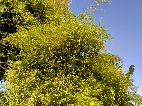 Albero Bambù Verde Con Sfondo Naturale Bambù Sono Piante Fiore — Foto Stock