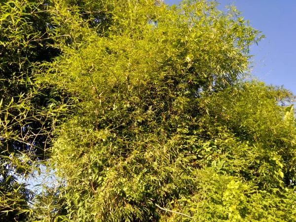 Зелене Бамбукове Дерево Природним Тлом Бамбуки Вічнозелені Багаторічні Квіткові Рослини — стокове фото