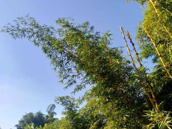 Groene Bamboe Boom Met Natuurlijke Achtergrond Bamboos Zijn Groenblijvende Meerjarige — Stockfoto