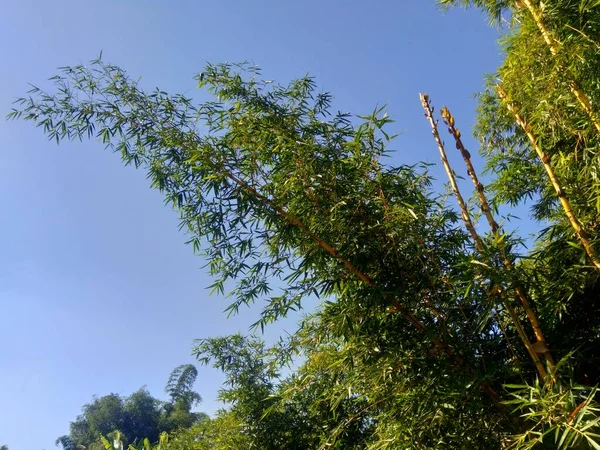 Bambu Verde Com Fundo Natural Bambus São Plantas Com Flores — Fotografia de Stock