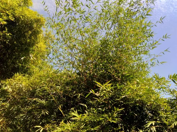 Зелене Бамбукове Дерево Природним Тлом Бамбуки Вічнозелені Багаторічні Квіткові Рослини — стокове фото