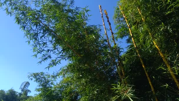 具有自然背景的绿色竹树 竹子是一种常绿的多年生开花植物 生长在草科竹子科植物中 — 图库视频影像