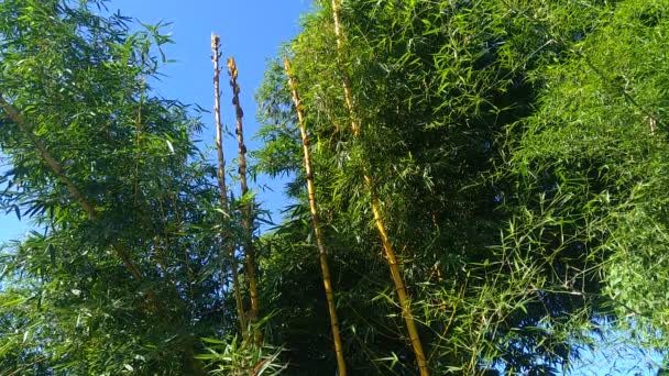 Bambu Verde Com Fundo Natural Bambus São Plantas Com Flores — Vídeo de Stock