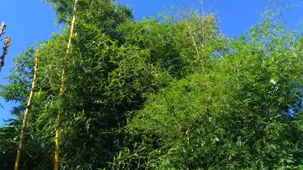 自然の背景を持つ緑の竹の木 竹は草本科の亜科バンブソイド属の常緑多年草の開花植物です — ストック動画