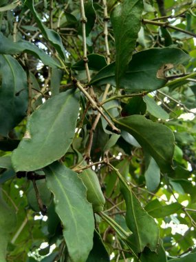 Doğal bir geçmişi olan loranthus 'u kapatın. Ağaçların dallarında yetişen asalak bitkiler. Loranthaceae ailesine ait., 