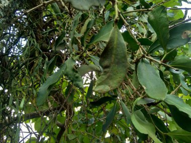 Doğal bir geçmişi olan loranthus 'u kapatın. Ağaçların dallarında yetişen asalak bitkiler. Loranthaceae ailesine ait., 