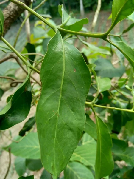 Close Loranthus Natural Background Parasitic Plants Grow Branches Woody Trees — Stock Photo, Image