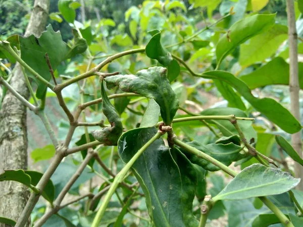 Lloranthus Bezárása Természetes Háttérrel Parazita Növények Nőnek Fás Fák Ágain — Stock Fotó