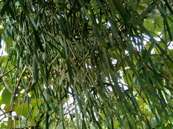 Lloranthus Bezárása Természetes Háttérrel Parazita Növények Nőnek Fás Fák Ágain — Stock Fotó