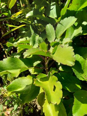 Bryophyllum pinnatum (hava fabrikası, katedral çanlar, yaşam bitkisi, mucize yaprak, Goethe bitkisi, Kalanchoe pinnata, cocor bebek) doğal bir geçmişe sahiptir. Madagaskar 'a özgü sulu bir bitki..