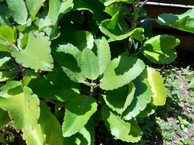 Bryophyllum pinnatum (hava fabrikası, katedral çanlar, yaşam bitkisi, mucize yaprak, Goethe bitkisi, Kalanchoe pinnata, cocor bebek) doğal bir geçmişe sahiptir. Madagaskar 'a özgü sulu bir bitki..