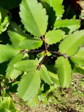 Bryophyllum pinnatum (hava fabrikası, katedral çanlar, yaşam bitkisi, mucize yaprak, Goethe bitkisi, Kalanchoe pinnata, cocor bebek) doğal bir geçmişe sahiptir. Madagaskar 'a özgü sulu bir bitki..