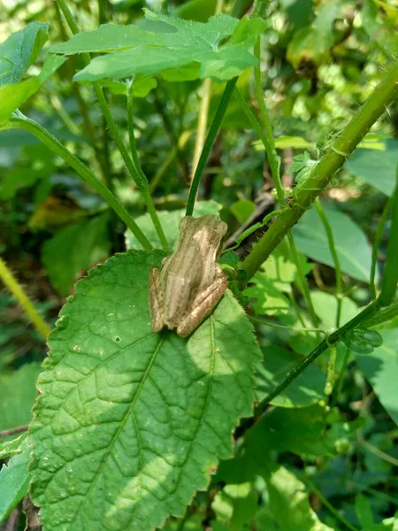 Fechar Árvore Comum Polypedates Leucomystax Árvore Comum Rhacophorus Maculatus Árvore — Fotografia de Stock