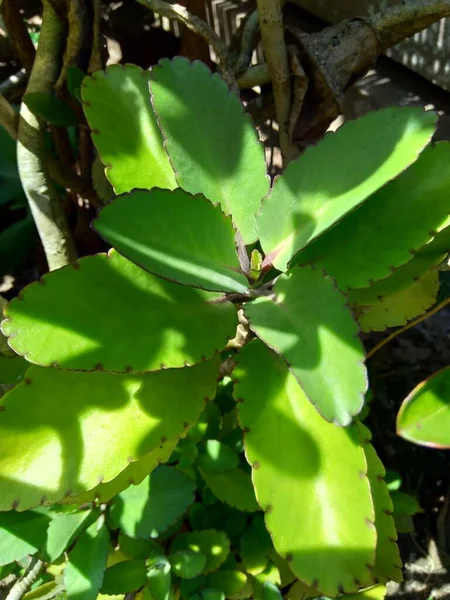 Close Bryophyllum Pinnatum Planta Sinos Catedral Planta Vida Folha Milagrosa — Fotografia de Stock
