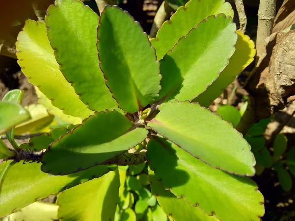 大聖堂の鐘 生命の植物 奇跡の葉 ゲーテの植物 カランチョーネのピナータ ココアのくちばし を自然の背景で閉じます マダガスカル原産の多肉植物 — ストック写真