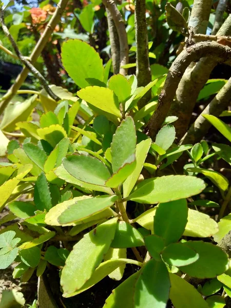 Close Bryophyllum Pinnatum Planta Sinos Catedral Planta Vida Folha Milagrosa — Fotografia de Stock