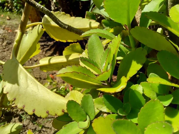 Close Bryophyllum Pinnatum Planta Aire Campanas Catedral Planta Vida Hoja — Foto de Stock