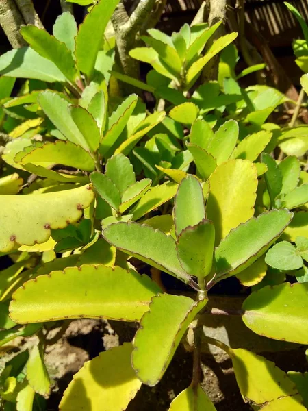 Close Bryophyllum Pinnatum Planta Aire Campanas Catedral Planta Vida Hoja —  Fotos de Stock