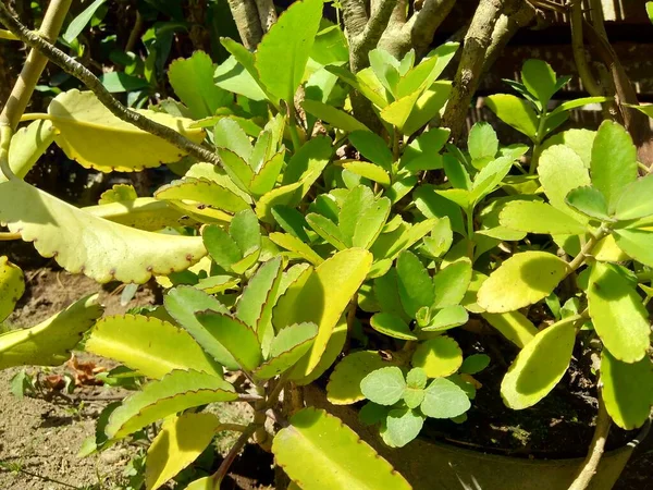 Κοντινό Πλάνο Bryophyllum Pinnatum Φυτό Αέρος Καμπάνες Καθεδρικού Ναού Φυτό — Φωτογραφία Αρχείου