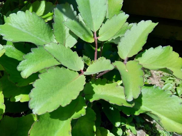 Închideți Bryophyllum Pinnatum Plantă Aer Clopote Catedrale Plantă Viață Frunze — Fotografie, imagine de stoc