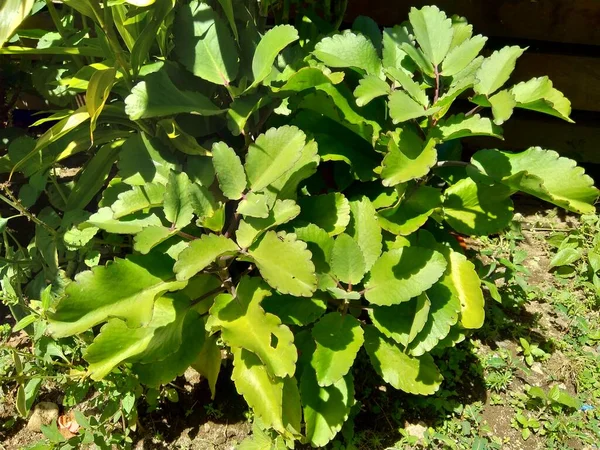 Close Bryophyllum Pinnatum Planta Aire Campanas Catedral Planta Vida Hoja —  Fotos de Stock