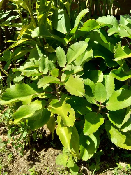 Zblízka Bryophyllum Pinnatum Vzduchová Rostlina Katedrála Zvony Život Rostlina Zázračný — Stock fotografie