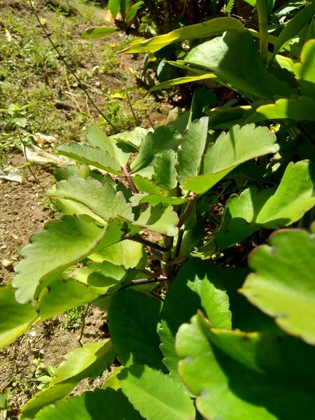 Закрыть Bryophyllum Pinnatum Воздуховод Колокола Собора Растение Жизни Листья Чуда — стоковое фото