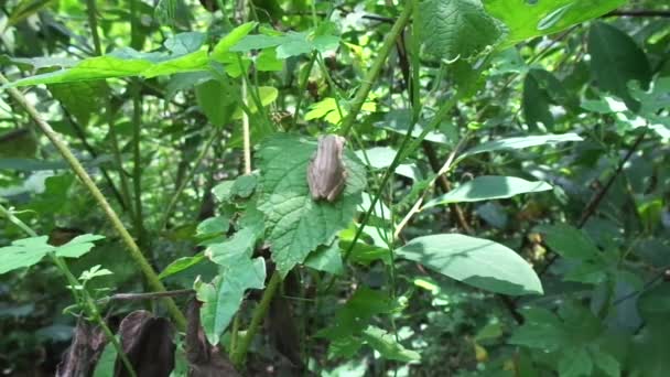 Close Common Tree Frog Polypedates Leucomystax Common Tree Frog Rhacophorus — Αρχείο Βίντεο