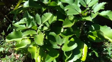 Bryophyllum pinnatum (hava fabrikası, katedral çanlar, yaşam bitkisi, mucize yaprak, Goethe bitkisi, Kalanchoe pinnata, cocor bebek) doğal bir geçmişe sahiptir. Madagaskar 'a özgü sulu bir bitki..