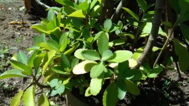 Bryophyllum pinnatum (hava fabrikası, katedral çanlar, yaşam bitkisi, mucize yaprak, Goethe bitkisi, Kalanchoe pinnata, cocor bebek) doğal bir geçmişe sahiptir. Madagaskar 'a özgü sulu bir bitki..