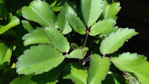 Close Bryophyllum Pinnatum Planta Aire Campanas Catedral Planta Vida Hoja — Vídeos de Stock