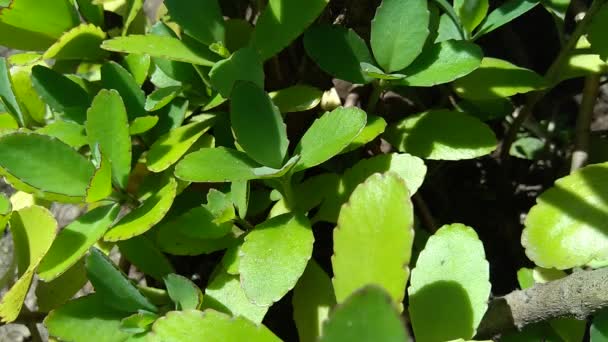 Close Bryophyllum Pinnatum Planta Sinos Catedral Planta Vida Folha Milagrosa — Vídeo de Stock